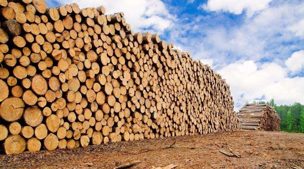 全球“木材危机”悄然而至，我国........